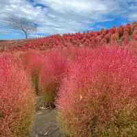 【千葉】季節限定の絶景、東京ドイツ村の「コキア群」
