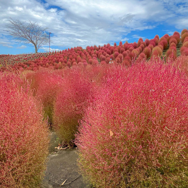 【千葉】季節限定の絶景、東京ドイツ村の「コキア群」