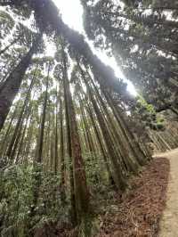 IG爆紅《螢火之森》知名場景之一「上色見熊野座神社」看點 交通 美食攻略