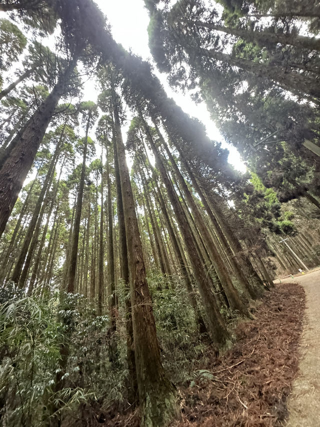 IG爆紅《螢火之森》知名場景之一「上色見熊野座神社」看點 交通 美食攻略