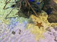 Fascinating Experience at Underwater World Langkawi