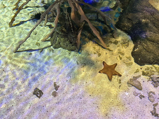 Fascinating Experience at Underwater World Langkawi
