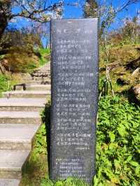 嘉義阿里山櫻花繽紛綻放