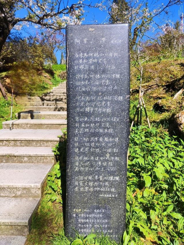 嘉義阿里山櫻花繽紛綻放