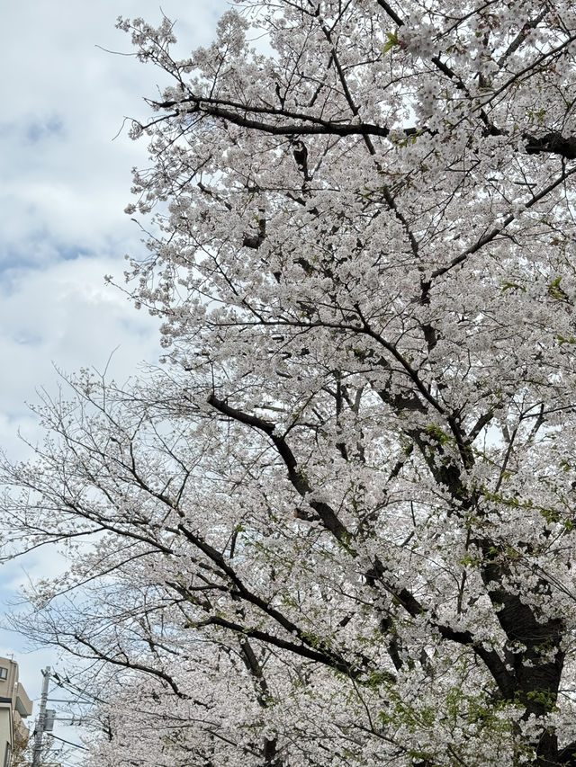 📍桜坂/東京