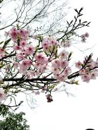 Cherry Blossom Season🌸