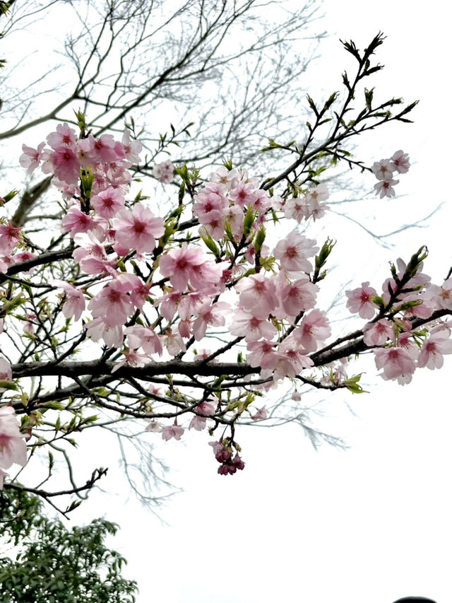 Cherry Blossom Season🌸