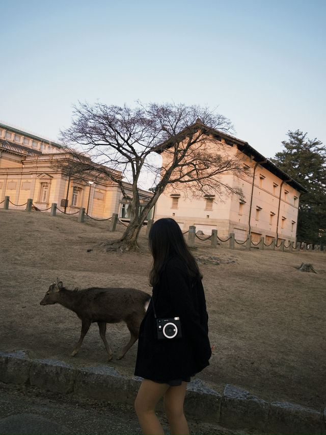 🦌奈良鹿公園探險🇯🇵