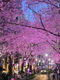 Sakura moments in the middle of the crowd