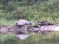 Chitwan National Park: Nepal’s Wild Treasure