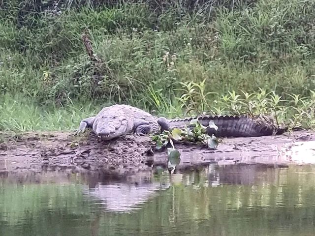 Chitwan National Park: Nepal’s Wild Treasure Chitwan National Park: Nepal’s Wild Treasure