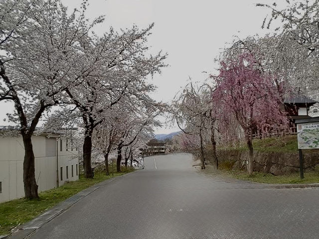 長野縣賞櫻購物ㄧ日遊
