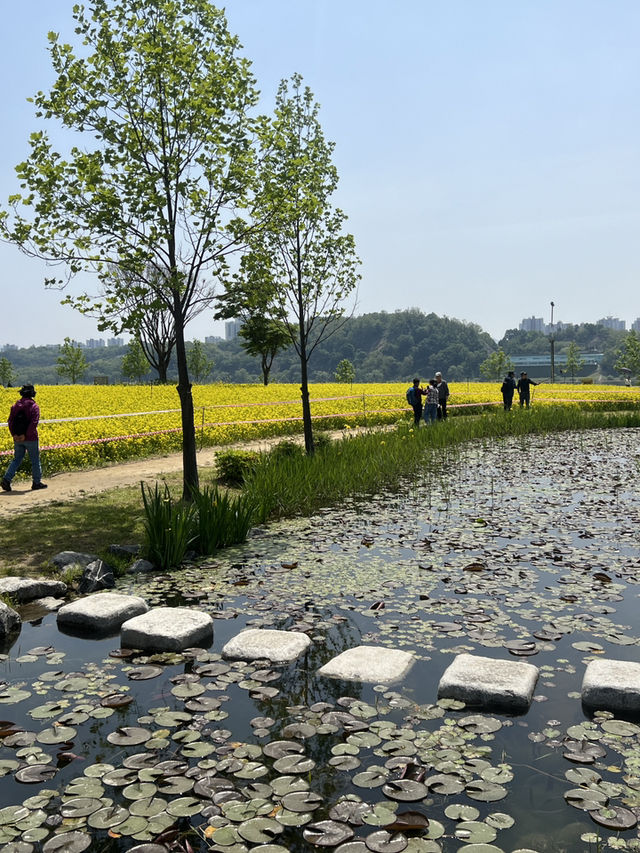 서울근교데이트 구리한강시민공원 봄꽃나들이🌼