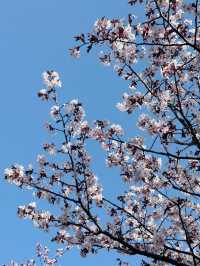 2025五月北海道獨遊追櫻之旅🌸 - 第一彈