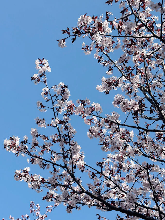 2025五月北海道獨遊追櫻之旅🌸 - 第一彈