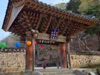 Cherry Blossom Templestay