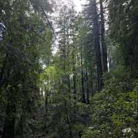 Armstrong Redwoods State Natural Reserve – Guerneville, CA