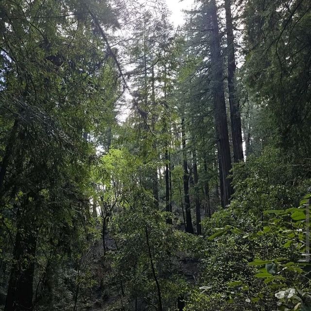 Armstrong Redwoods State Natural Reserve – Guerneville, CA