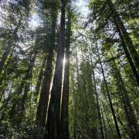 Armstrong Redwoods State Natural Reserve – Guerneville, CA