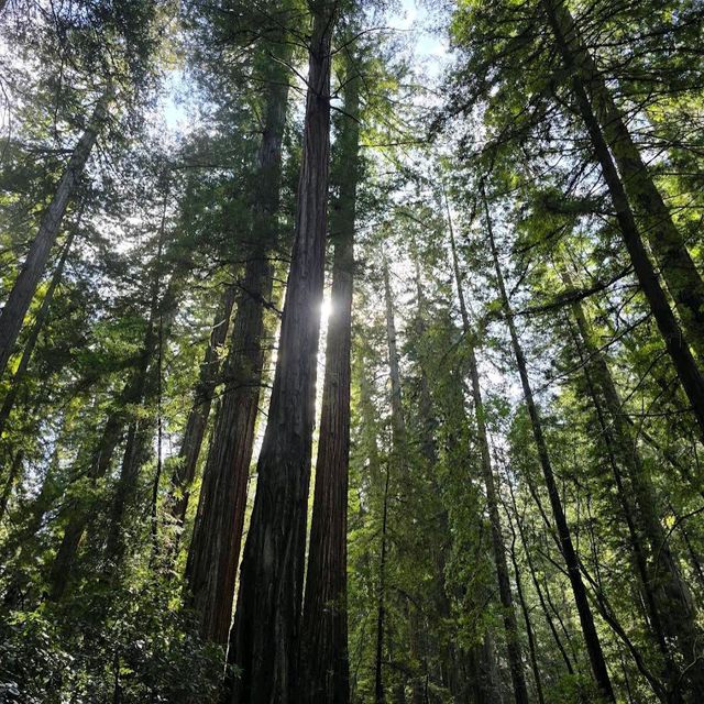 Armstrong Redwoods State Natural Reserve – Guerneville, CA