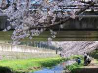 A Cherry Blossom Stroll You’ll Love