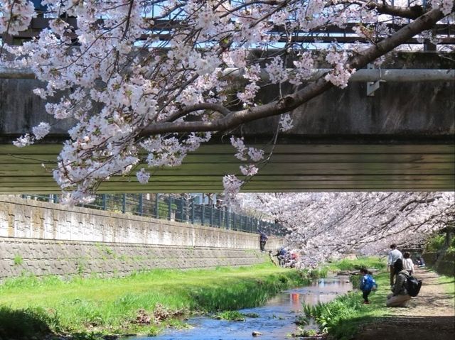 A Cherry Blossom Stroll You’ll Love
