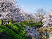 Spring Serenity in Nara’s Hidden Gem