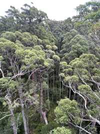 VALLEY OF THE GIANTS TREE TOP WALK