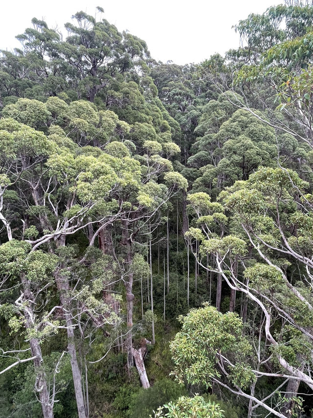 VALLEY OF THE GIANTS TREE TOP WALK