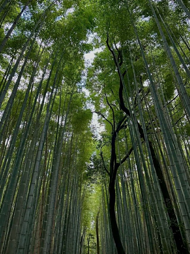 Discovering Kyoto: The Timeless Cultural Heart of Japan
