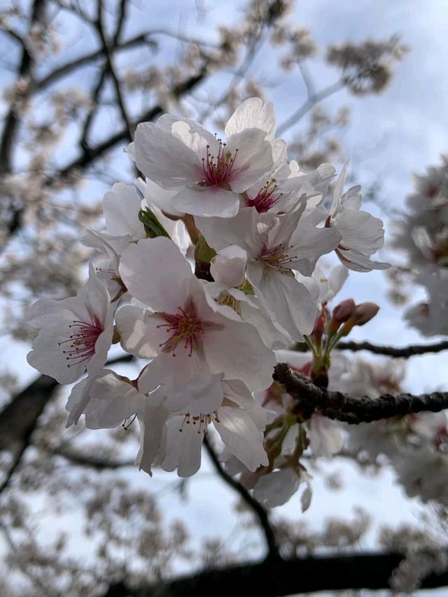 一本松川綠道，靜靜盛開的櫻花風景。