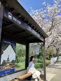 Gyeongju’s Picture-Perfect Spot – Cherry Blossoms & Jungdo Tower in One Frame