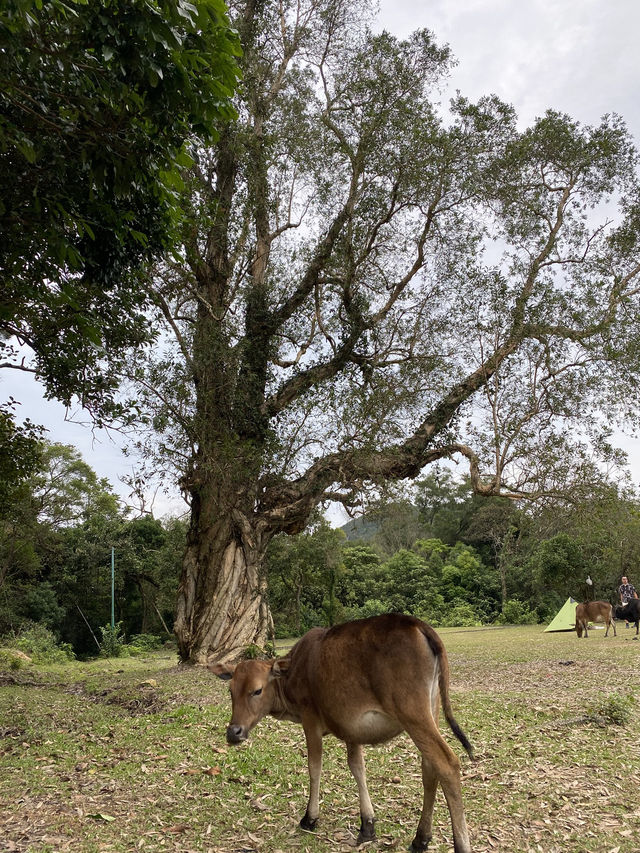 香港｜去嶂上營地吃一碗豆腐花🏕️