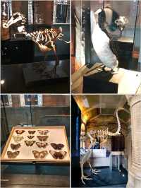 英國自然史博物館🏛人氣恐龍化石，大開眼界（Natural History Museum）
