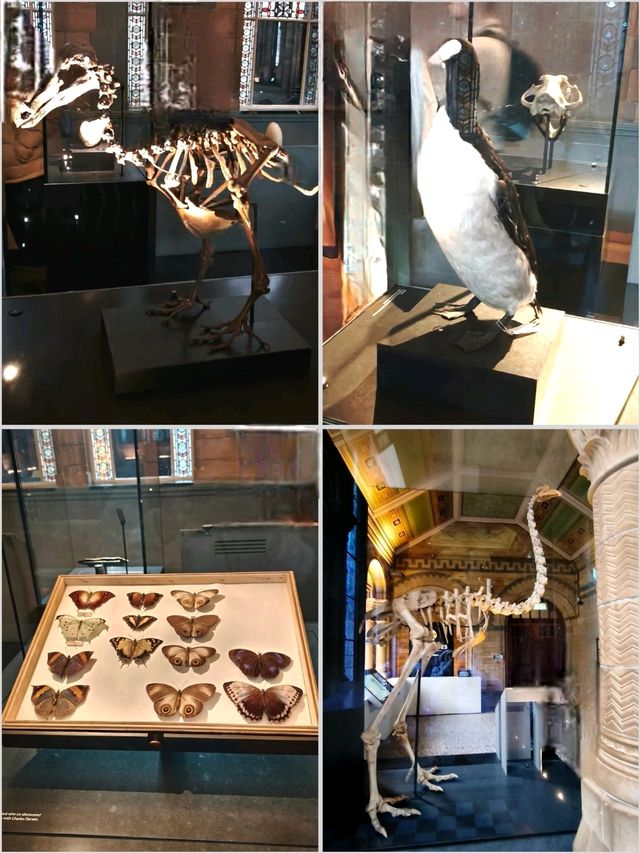 英國自然史博物館🏛人氣恐龍化石，大開眼界（Natural History Museum）