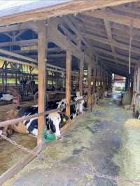 美味しすぎる🤍濃厚な絶品ソフトクリームが食べられる牧場🐄🍦【千葉県】