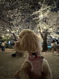 Cherry Blossom season in South Korea 