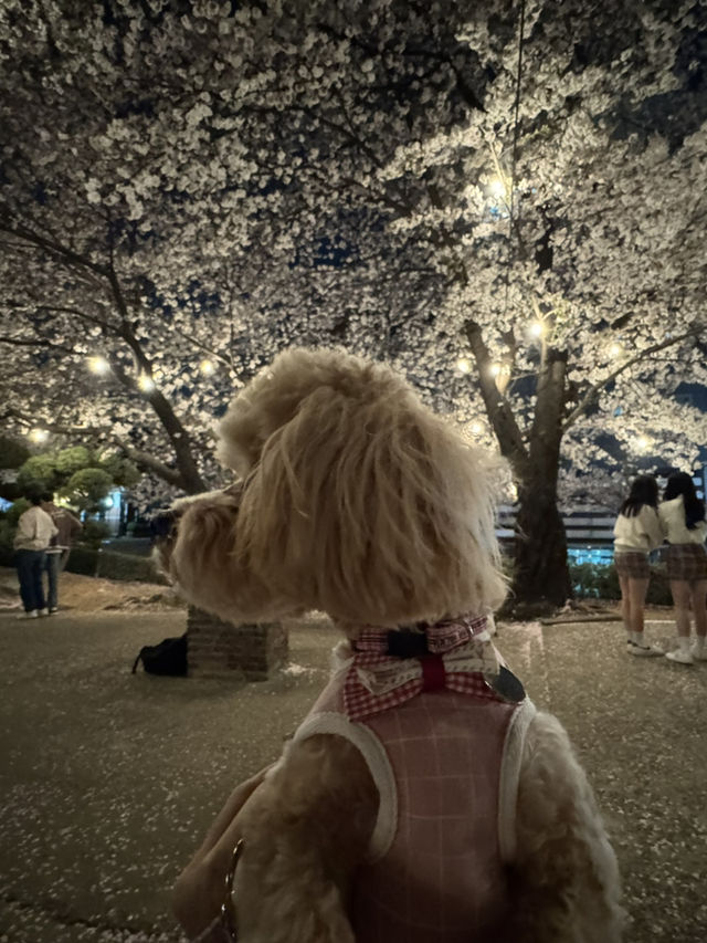 Cherry Blossom season in South Korea 