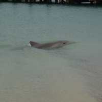 Dolphins swim pass us just beneath our feet
