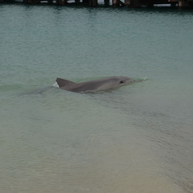 Dolphins swim pass us just beneath our feet