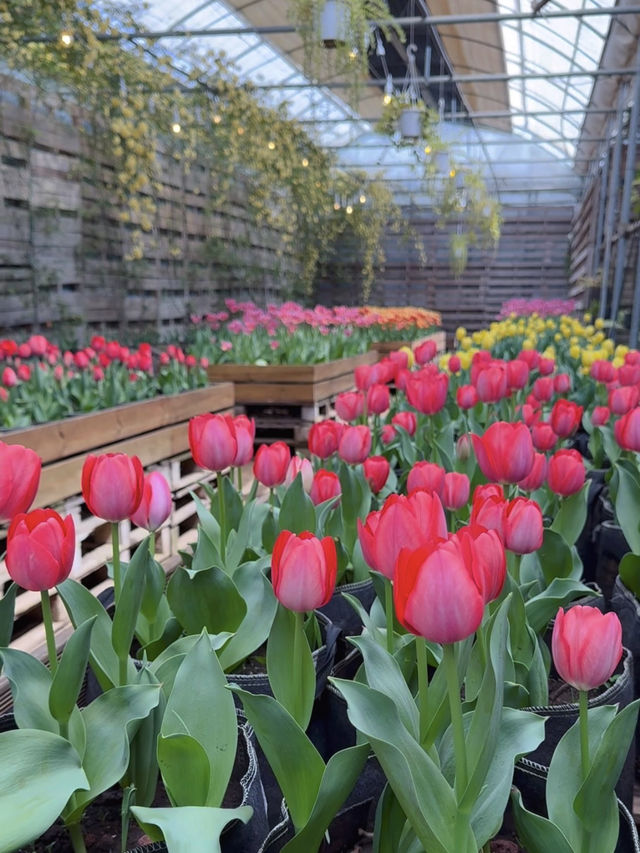 🇰🇷濟州春季限定🌷鬱金香花海