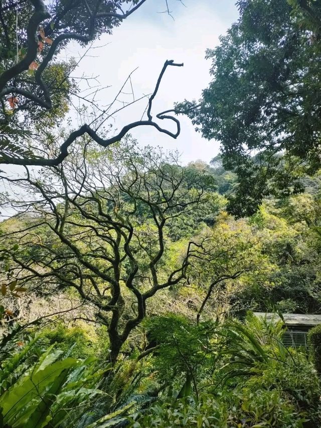 Kadoorie Farm