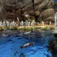 🌊🎢 Hong Kong Ocean Park — The Ultimate Weekend Thrill!