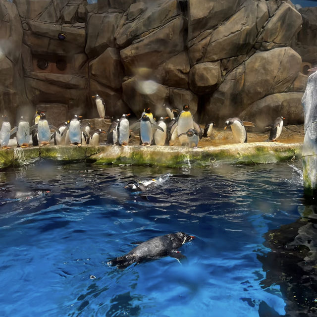 🌊🎢 Hong Kong Ocean Park — The Ultimate Weekend Thrill!