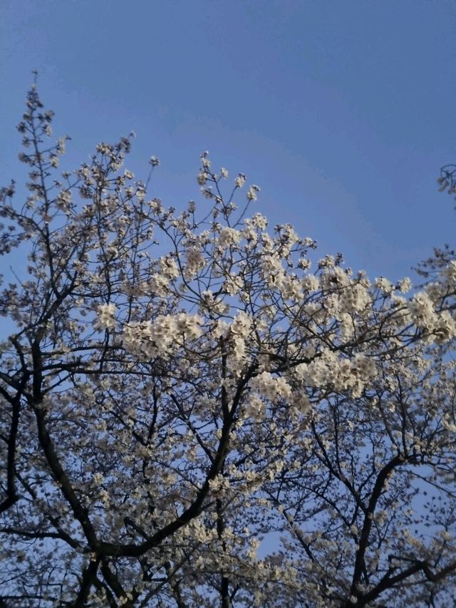 벚꽃필때 가면 좋은 정독도서관
