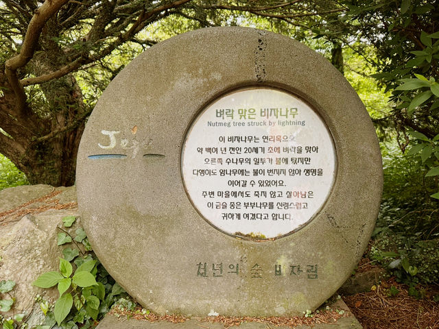 🌲🌲 비자나무 숲길