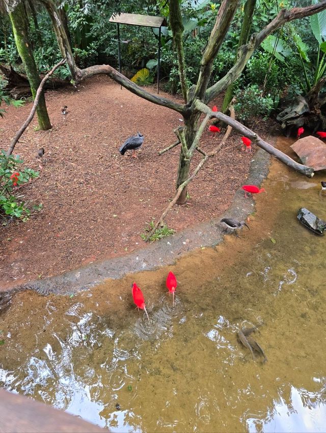 해외여행 브라질 이과수 조류동물원 Parque das Aves