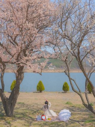 이번 주, 낙동강변에서 매화 피크닉 어때요?🌸❤️