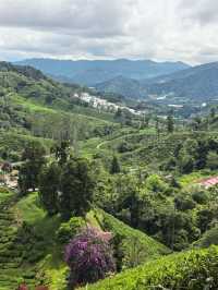 Cameron Highland, Pahang