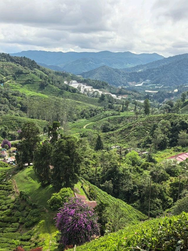 Cameron Highland, Pahang